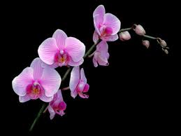 orchid