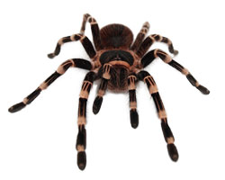 This is a photo of a spider. This is a photo of a spider.