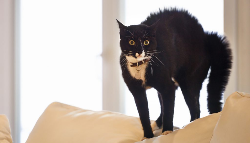 Shot of a black cat standing on a sofa
