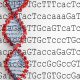 DNA strand andDNA letters