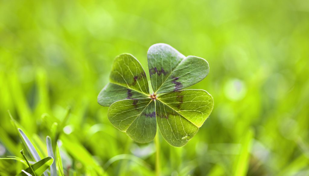 Four leaf clover on grass. Horizontal picture.