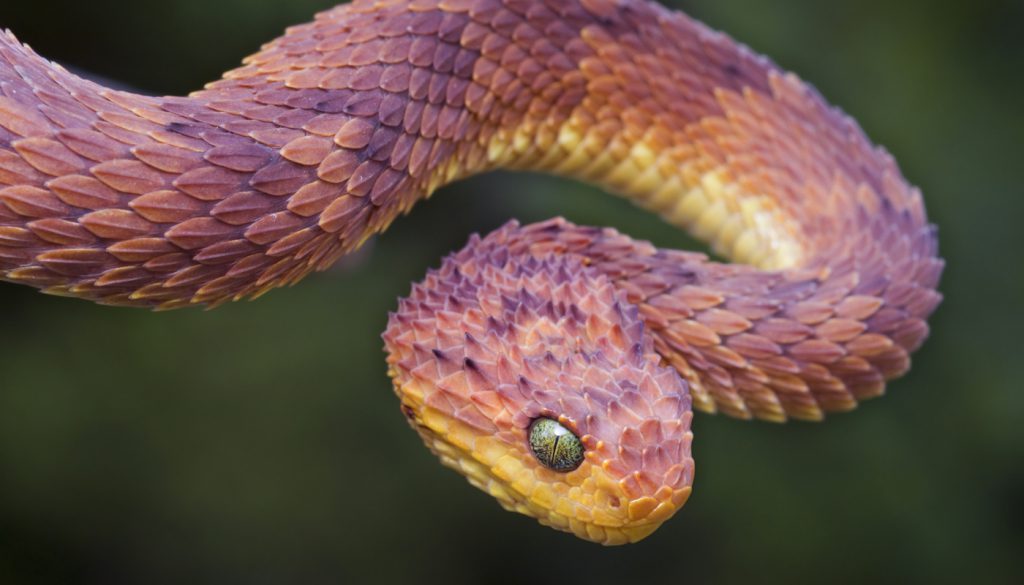 Rare Red Phase Bush Viper