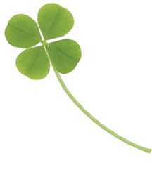 This is a photo of a four leaf clover.