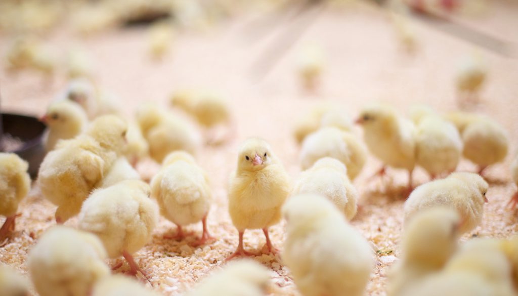 A baby chick in the middle of a crowd