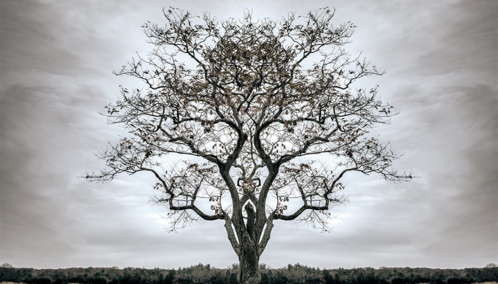 A tree without leaves stands against a stark background.
