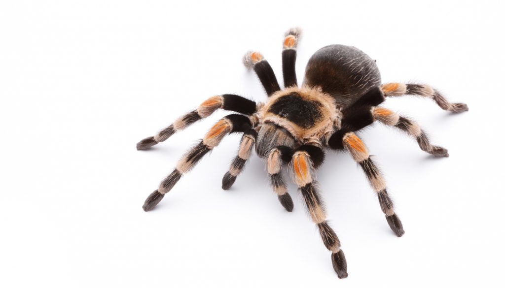 Mexican red knee tarantula isolated on white