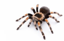 Mexican red knee tarantula isolated on white