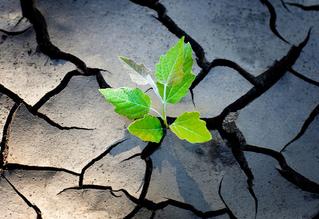 Young plant growing through dry, cracked ground