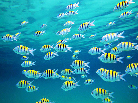 This is an image of a school of fish.