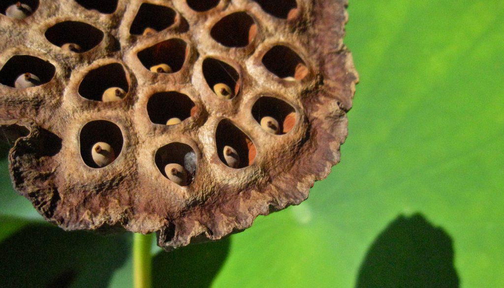 Seed pod of the lotus flower