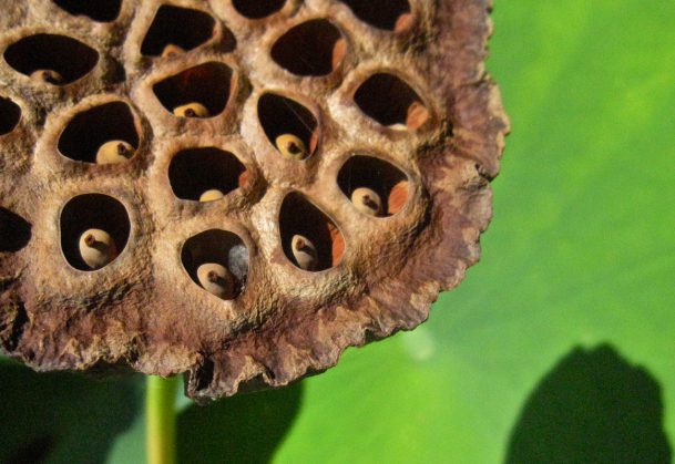 lotus pods trypophobia