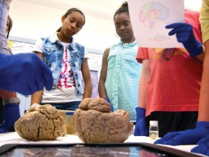 The NW Noggin program introduces youth to the structure and function of their own developing brains.