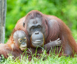 This is a photo of an orangutan with its baby.