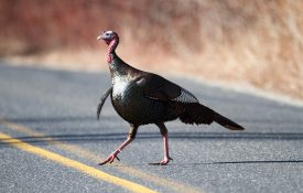 This is a photo of a turkey crossing a road.