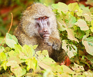 This is a photo of an olive baboon in the wild.