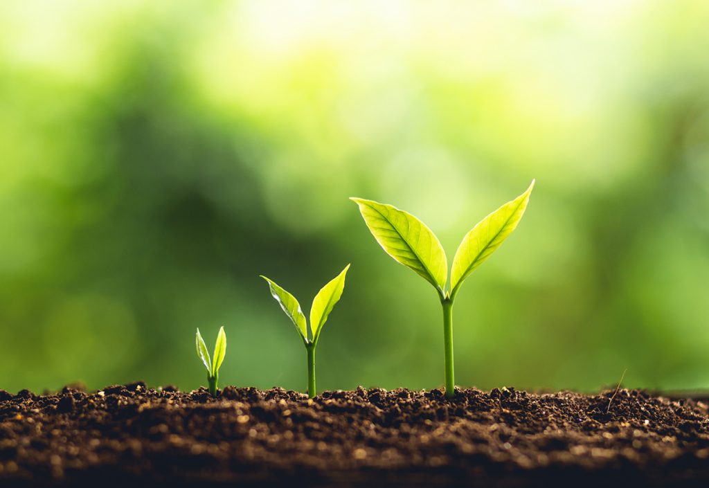 Three plants at different stages of growth