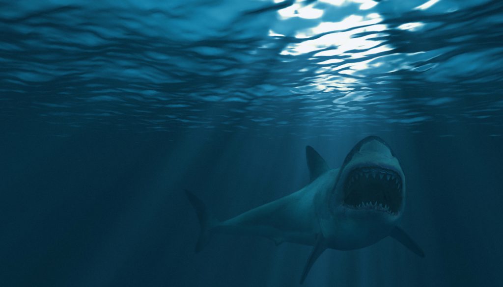 Great white shark, mouth stretched just before attacking