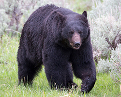 This is a photo of a black bear.