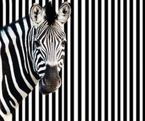 This is a photo of a zebra standing in front of black and white stripes.
