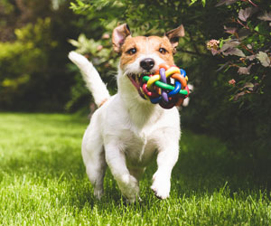 This is a photo of a dog running with a toy in its mouth.