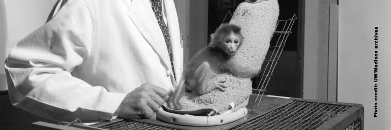 Black and white photo from Harlow's studies, showing a baby monkey holding on to a soft "fake" mother.