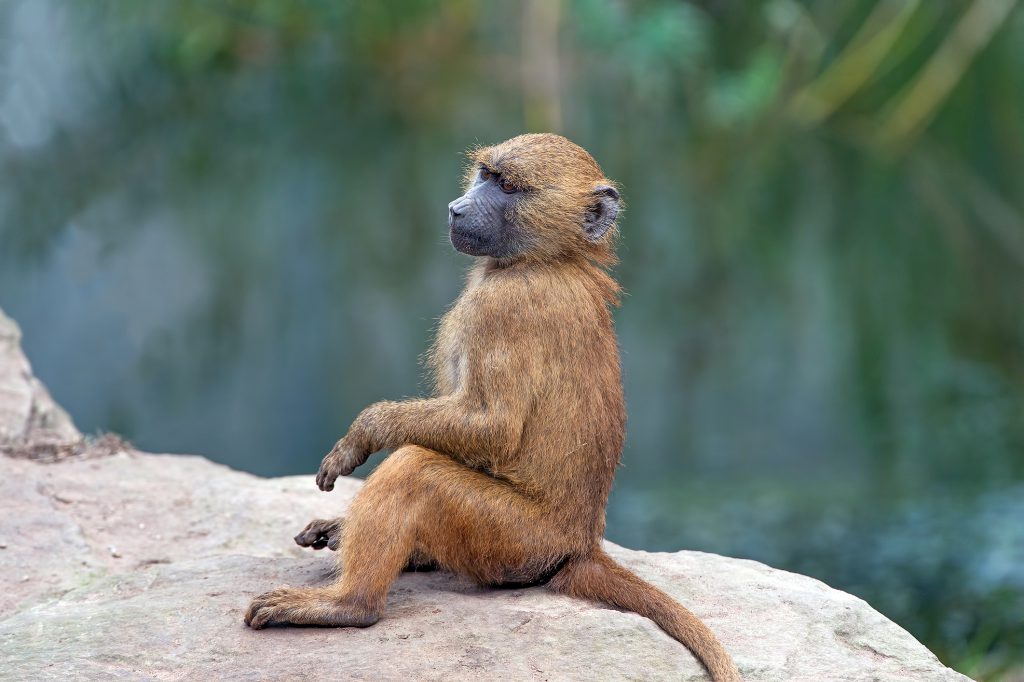 Guinea Baboon on large grey rock