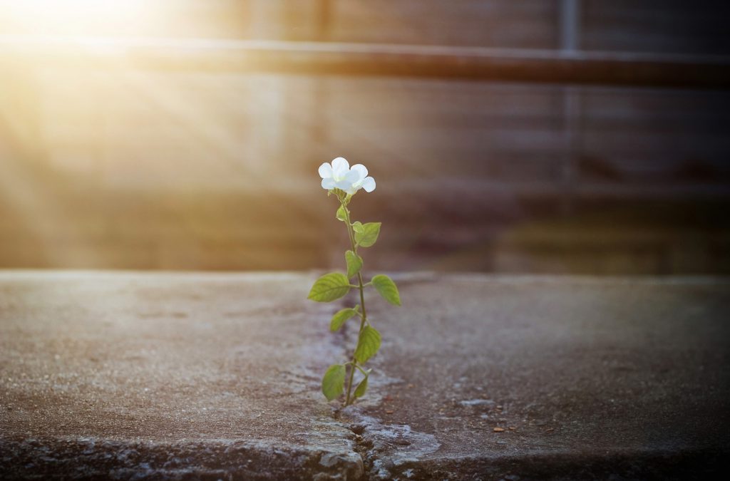 This is a photo of a white flower growing out of a crack in asphalt