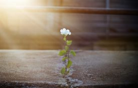 This is a photo of a white flower growing out of a crack in asphalt