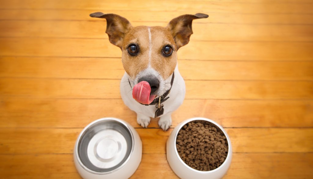 This is a photo of a dog behind food bowl and licking its chops