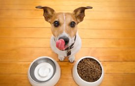 This is a photo of a dog behind food bowl and licking its chops