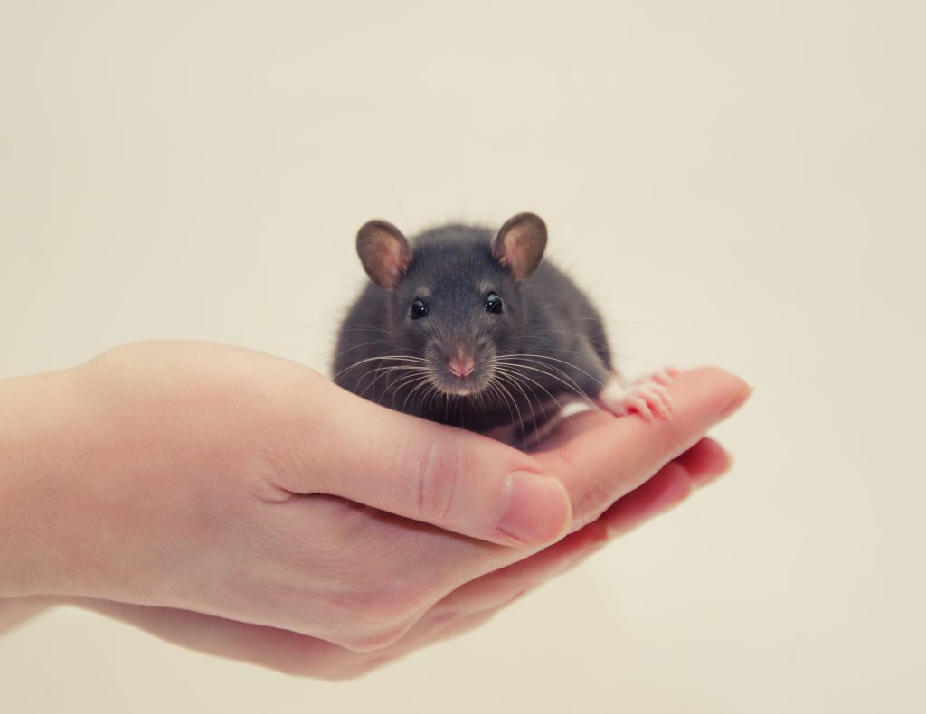 Psychological Scientists Advocate for Value of Animal Research, Transparency