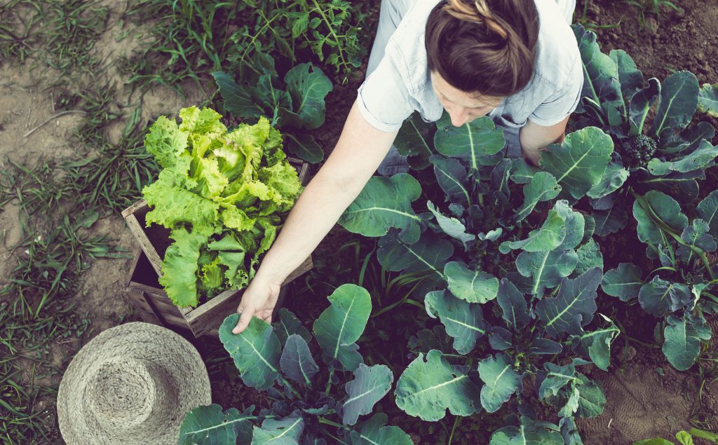 Young woman Harvesting and Storing Home Garden Vegetables