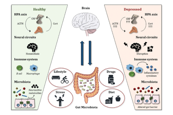 Gut Microbiome–Brain Alliance: A Landscape View into Mental and