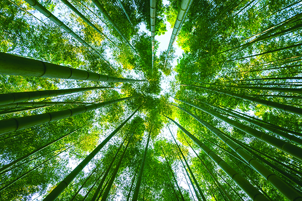 Bamboo Ceilings