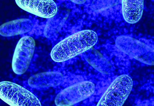 5-amino-1mq Mitochondria | Shaanxi BLOOM Tech Co., Ltd 5-amino-1mq Mitochondria | Shaanxi BLOOM Tech Co., Ltd