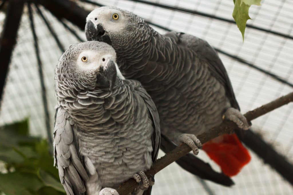 African Grey Rescue  : A Second Chance for These Intelligent Birds