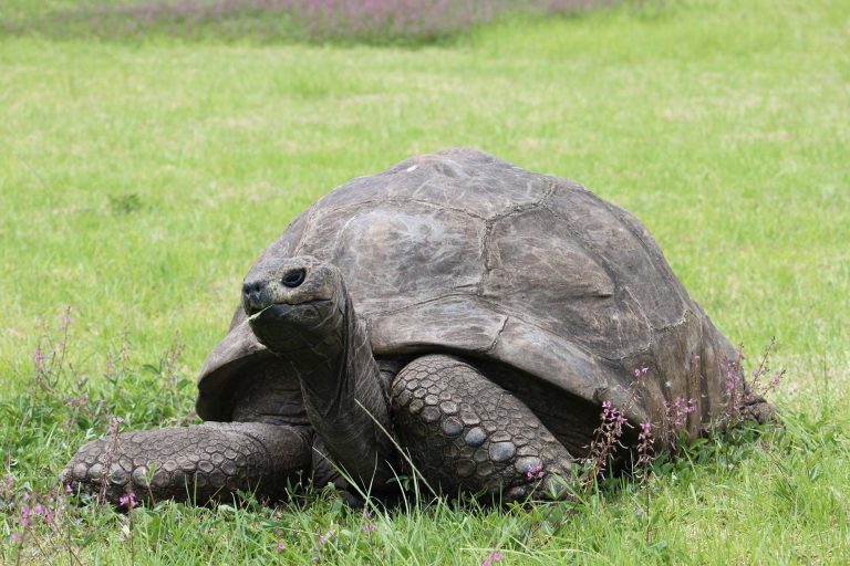 Image of Jonathan the Tortoise eating a piece of grass.