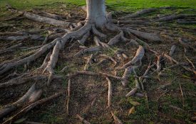 Tree roots clearly visible and deeply rooted in the soil in the park.