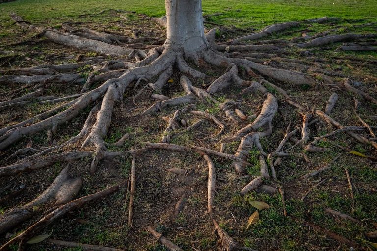 Tree roots clearly visible and deeply rooted in the soil in the park.