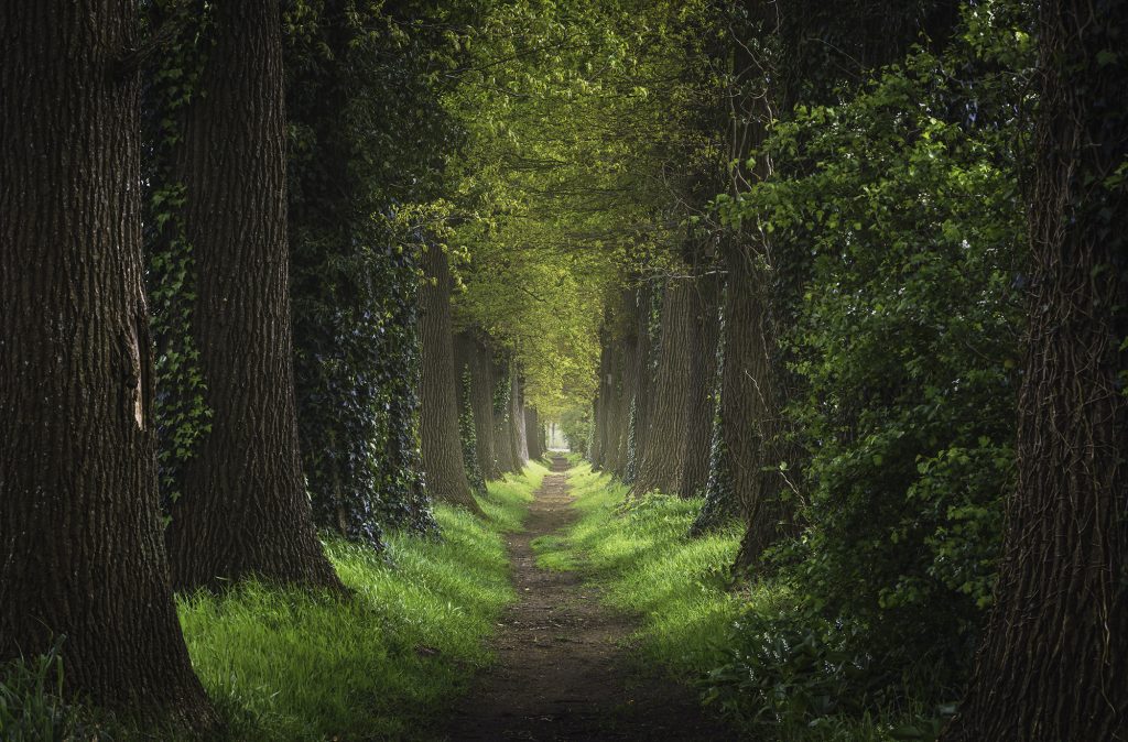 Nature background of forest pedestrian footpath.