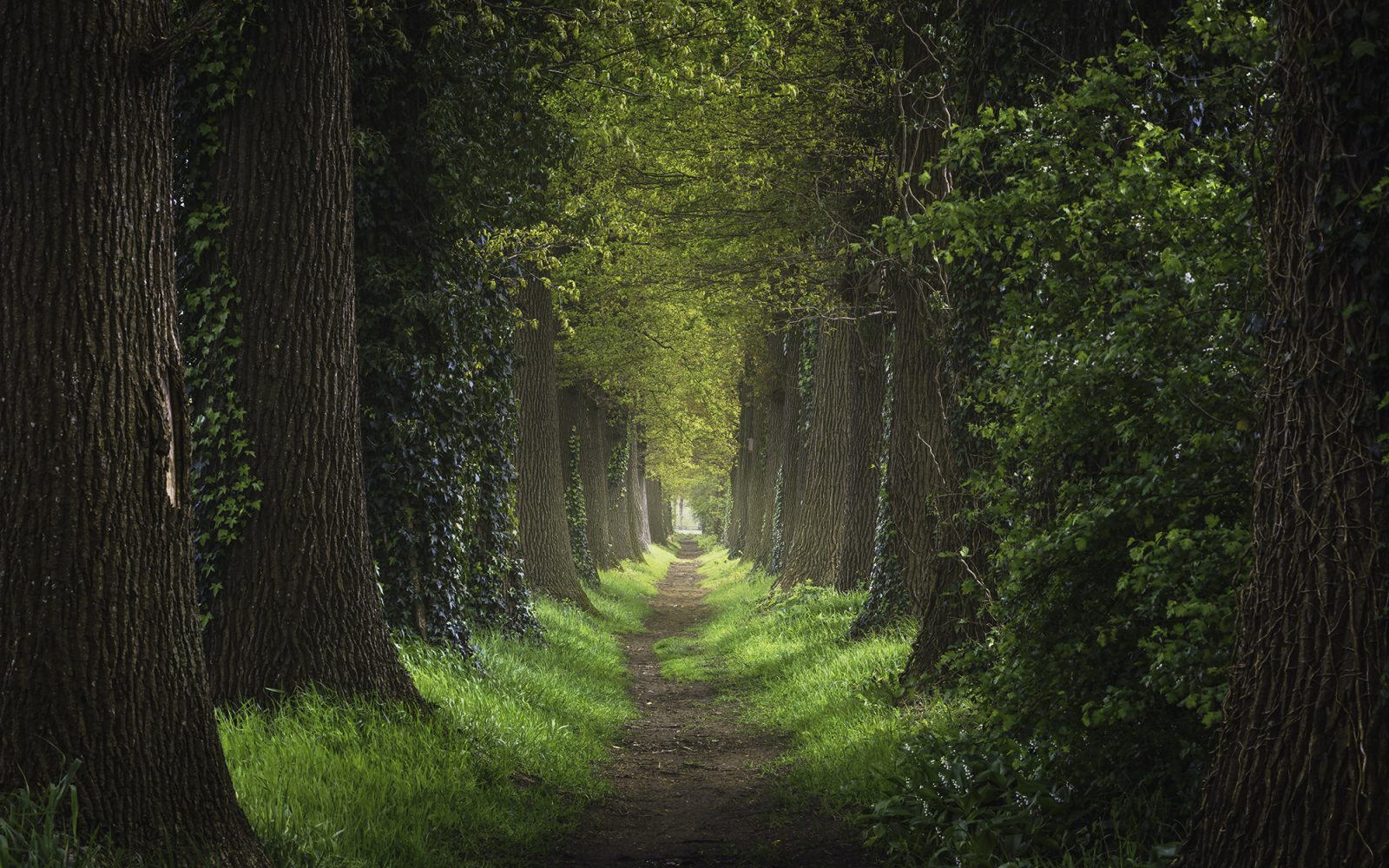 Nature background of forest pedestrian footpath.