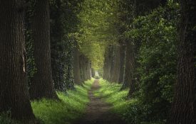 Nature background of forest pedestrian footpath.