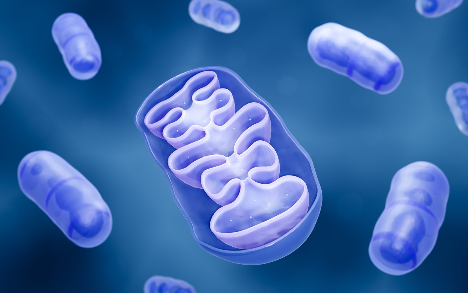 SLU-PP-332 Mitochondria | Shaanxi BLOOM Tech Co., Ltd SLU-PP-332 Mitochondria | Shaanxi BLOOM Tech Co., Ltd