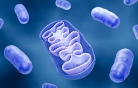 The mitochondria.