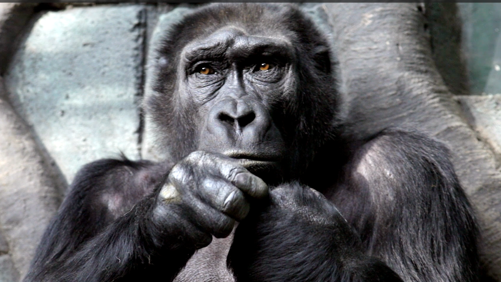 A still of a gorilla looking past the camera.