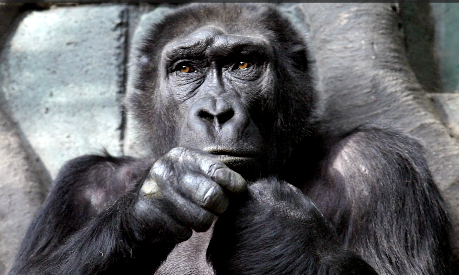 A still of a gorilla looking past the camera.