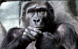A still of a gorilla looking past the camera.