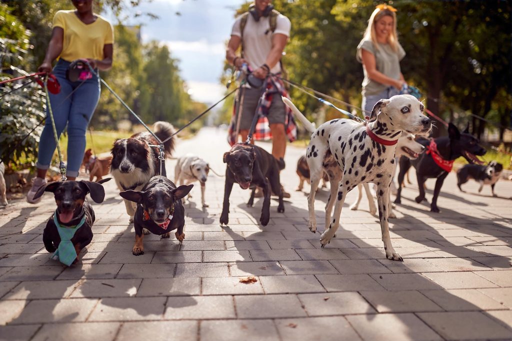 Multiple types of dogs on leashes with one walker.