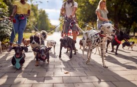 Multiple types of dogs on leashes with one walker.